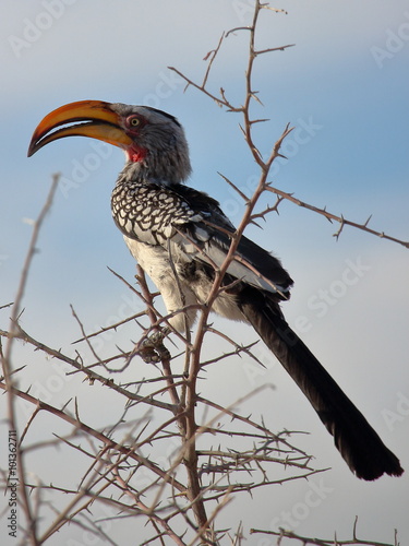 Southern Yellow-billed Hornbill Bird in Etosha, Namibia photo