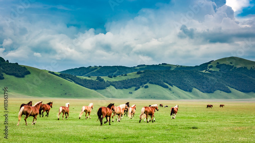 Wild horses in valley near Castelluccio, Umbria, Italy © shaiith