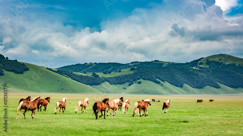 Wild horses in valley near ...