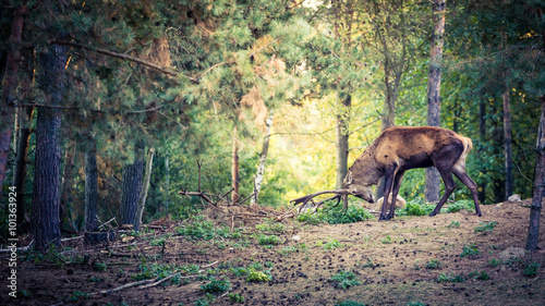 Deer with large horns in the forest