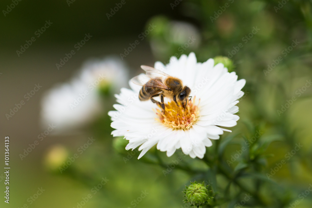 honey bee collecting organic nectar from white blossom in the country garden honey bee collecting organic nectar from white blossom in the country garden