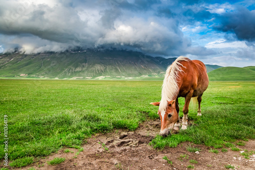 Beautiful horses in valley ...