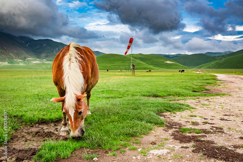 Horses in mountain ranch, U...