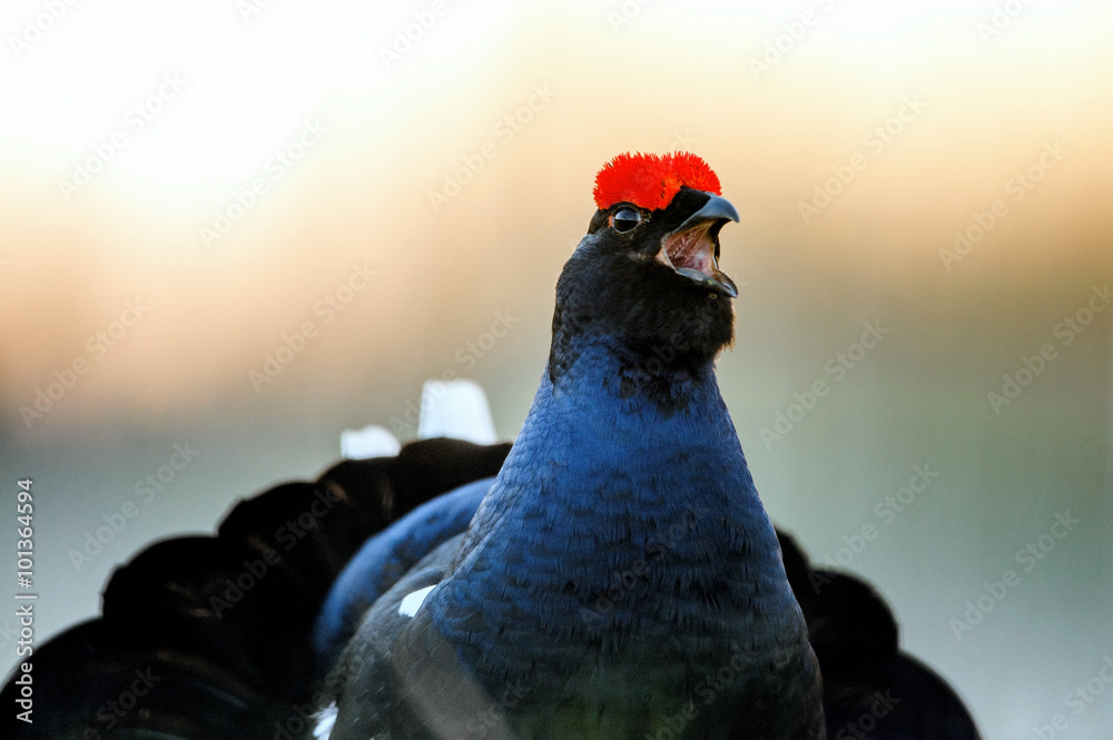 Φωτογραφία Sunrise Back-light Portrait of male Black Grouse (Tetrao tetrix)
