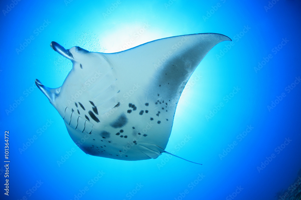 Giant manta ray floating underwater in the tropical ocean  - obrazy, fototapety, plakaty 