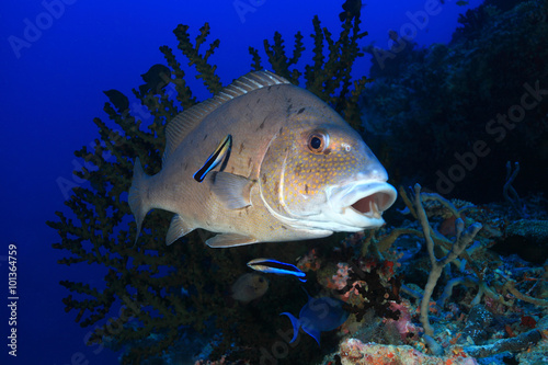 Painted sweetlips fish (Diagramma pictum)  photo