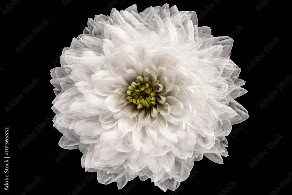 Fotografie White chrysanthemum on the black background
