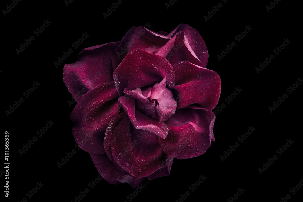 Obraz premium Ciemno czerwona róża z kropli wody na czarnym tle widok z góry