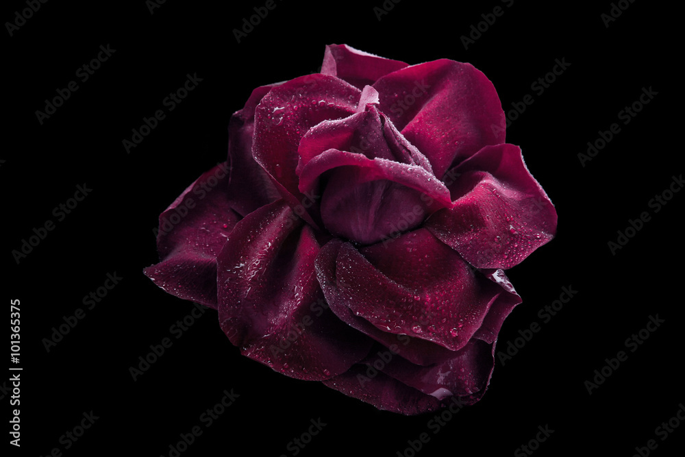 Naklejka premium Dark red rose with water drop on the black background