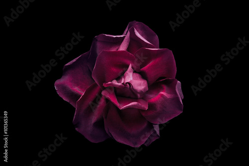 Dark red rose on the black background
