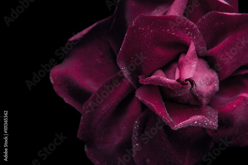 Dark red rose on the black background close-up