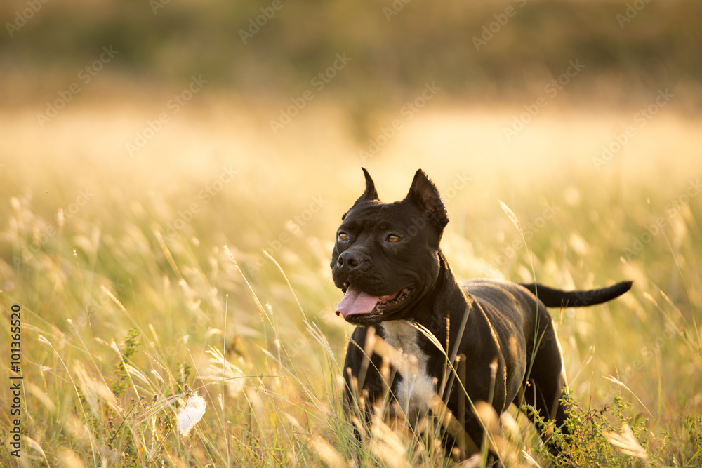 Pit bull Old black pitbull on field Αφίσα | Europosters.gr