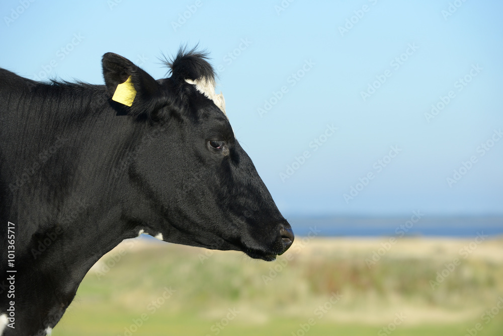 Fototapeta premium Rind steht auf der Weide