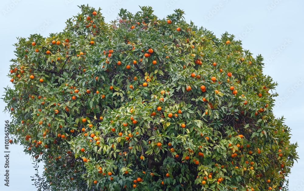 Mandarin tree with orange fruits.