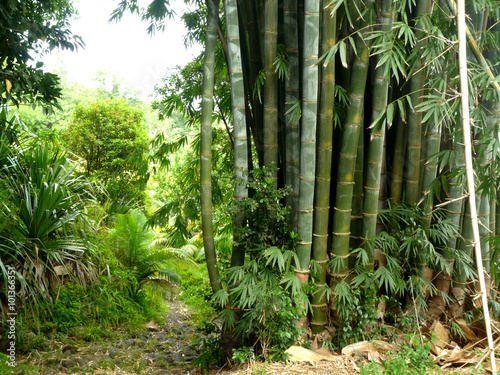 bambou forêt La Réunion