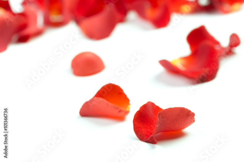 Fototapeta Naklejka Na Ścianę i Meble -  Red rose petals isolated on white
