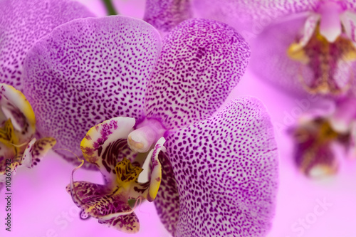 Beautiful background of leopard Phalaenopsis orchid flowers.