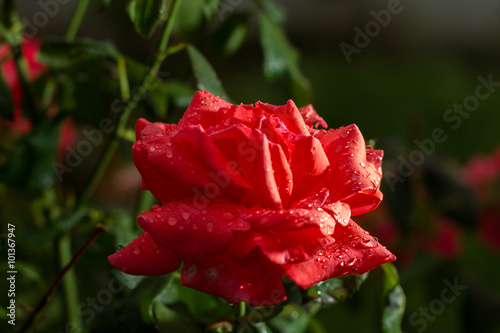 Red Rose