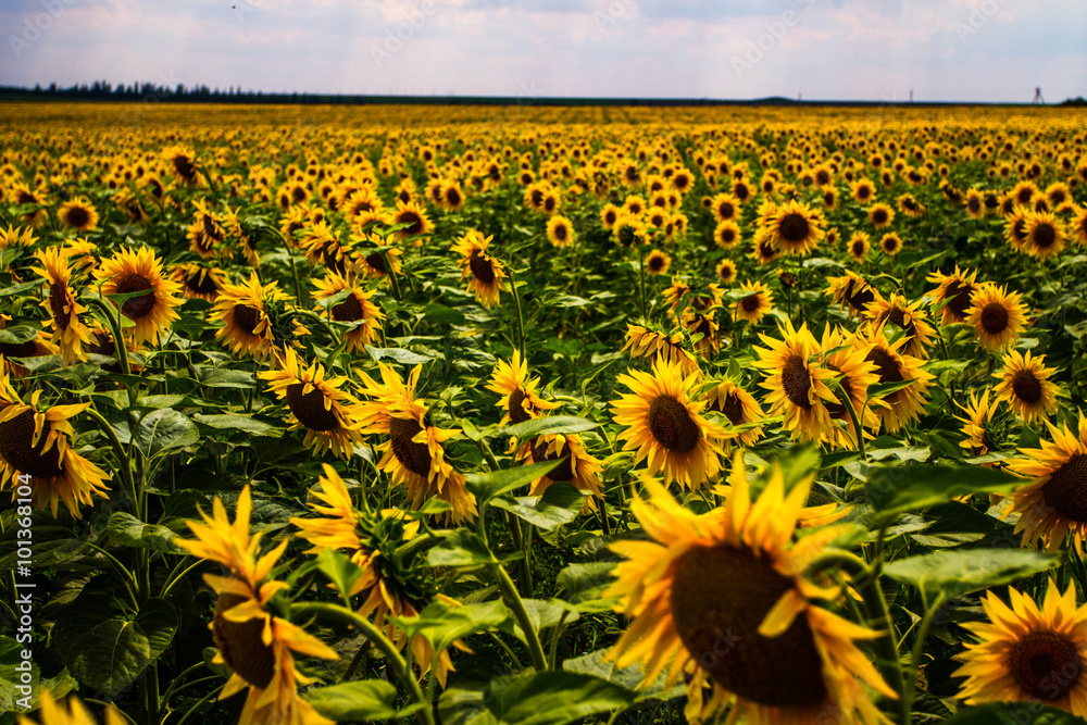 Obraz premium Sunflowers in the field