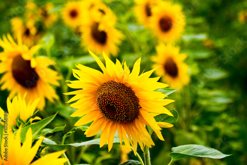 Sunflowers in the field