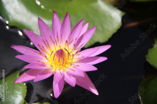 Close-up lotus flower A beautiful pink yet to bloom waterlily in pond