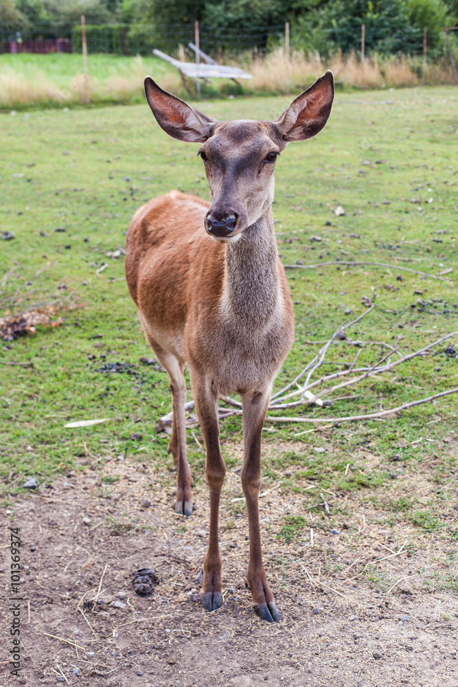 young deer in the farm