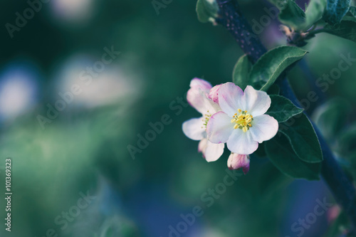 Blossom apple tree over nature background