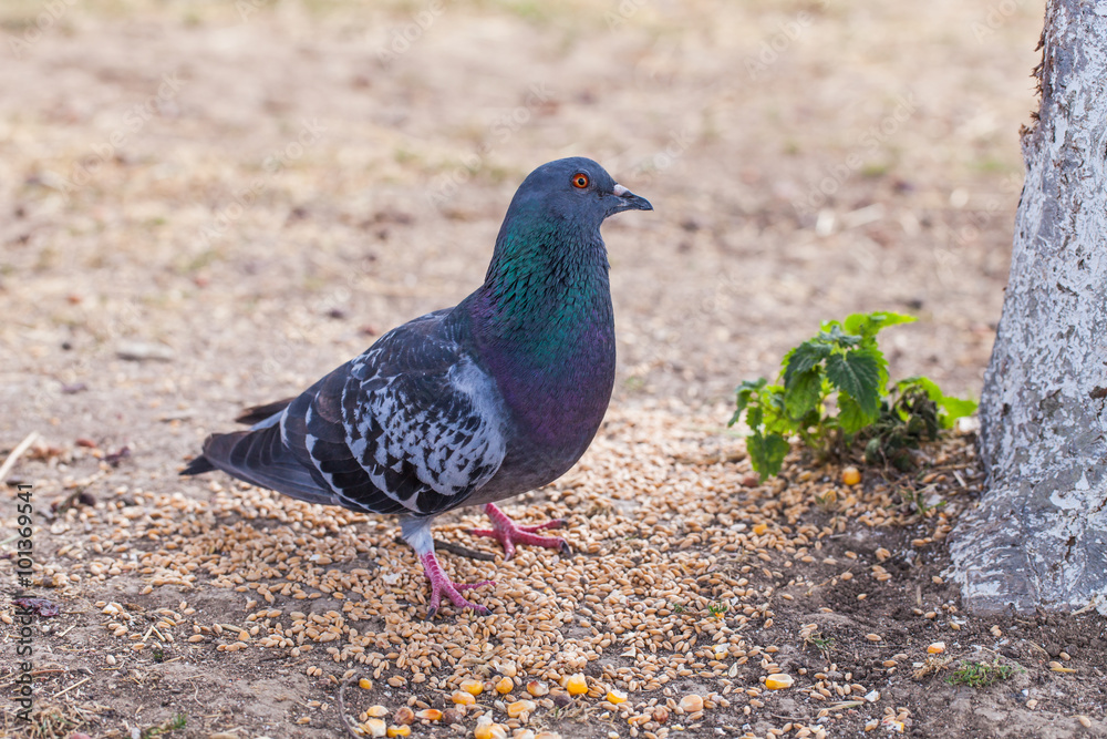 pigeon in the garden pigeon in the garden