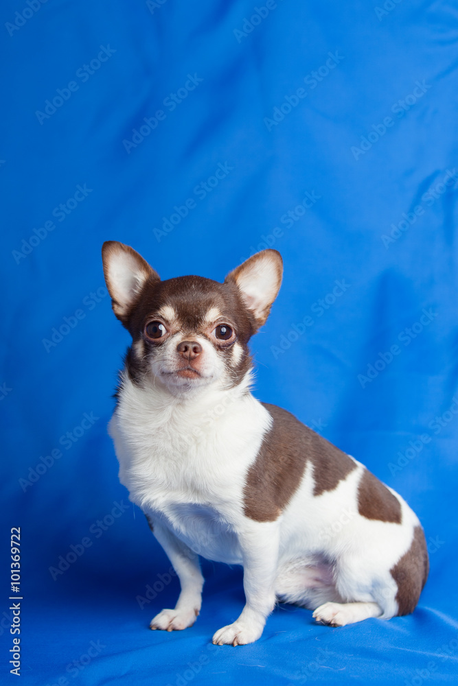 Chihuahua dog on a blue background of cloth Chihuahua dog on a blue background of cloth