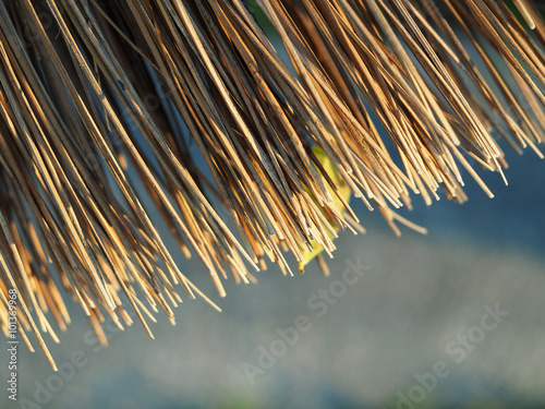 Broom Broomsticks closeup