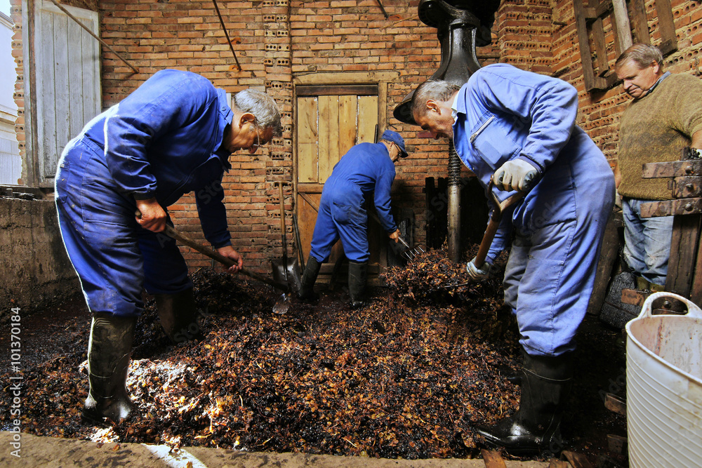 farmers making wine of grape  in traditional winepress  in  Villarejo de Orbigo, Leon , España; slow shutter speed with flash