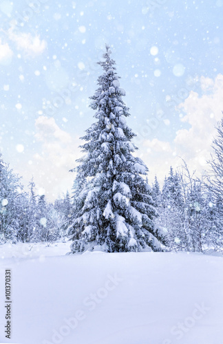 Spruce forest in winter. Winter landscape