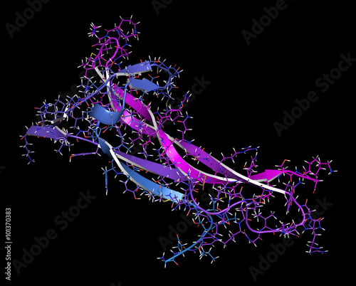 Brain-derived neurotrophic factor (BDNF) protein molecule. photo