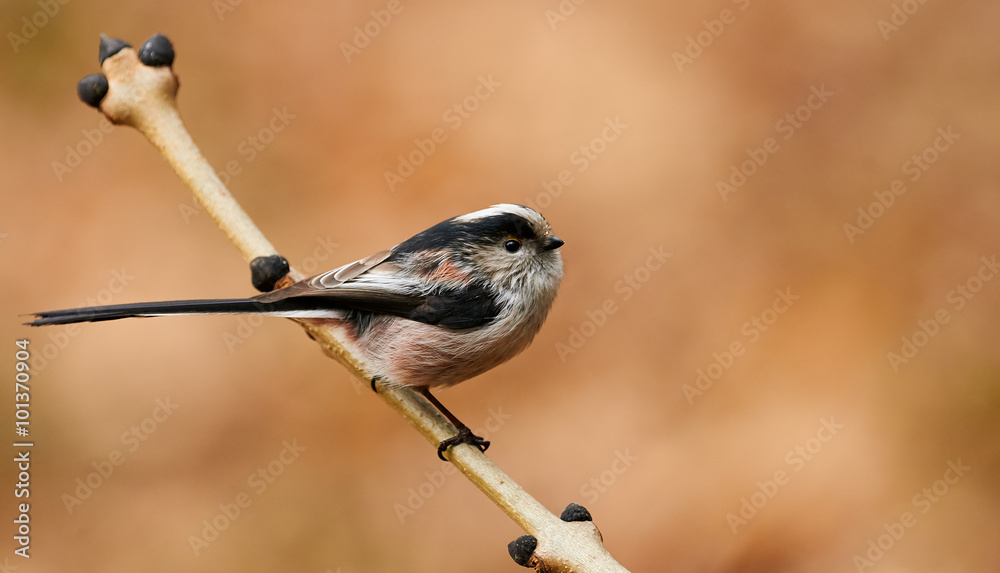 Fototapeta premium beautiful long-tailed tit