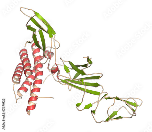 Interleukin 23 (IL-23) protein molecule. Target of ustekinumab. photo
