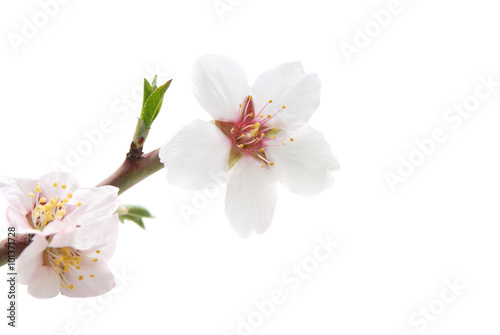 Branch with almond white flowers