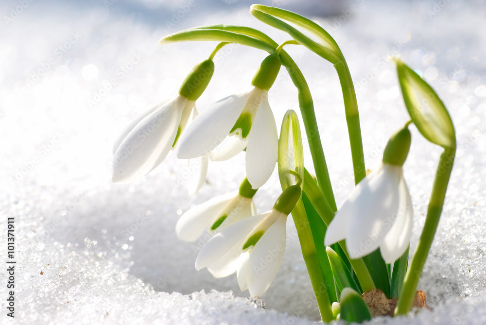 Obraz na płótnie Spring snowdrop flowers