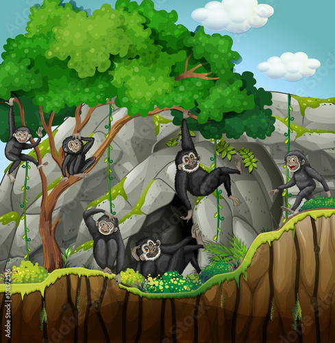 Group of gibbons climbing the tree