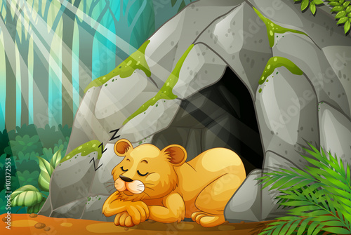 Little cub sleeping in the cave