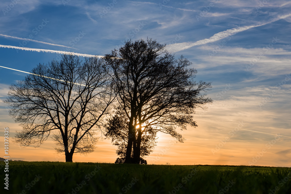 Silhouetten von Bäumen vor malerischen Himmel Silhouetten von Bäumen vor malerischen Himmel
