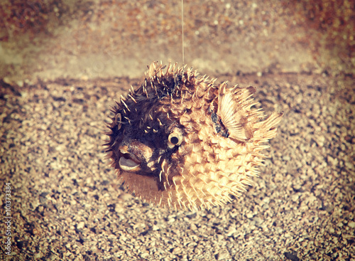 Long-spine porcupinefish also know as spiny balloonfish