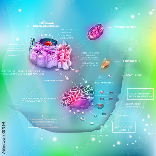 Cell anatomy and functions, nucleus, endoplasmic reticulum, Golgi apparatus, Mitochondrion, Centrosome etc. Proteins synthesis and distribution, exocytosis