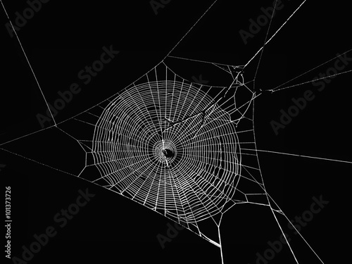 großes Spinnennetz mit schwarzem Hintergrund