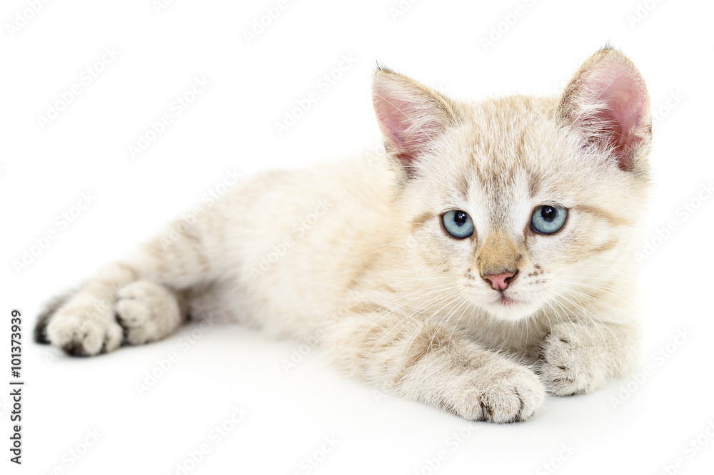 Kitten on a white background