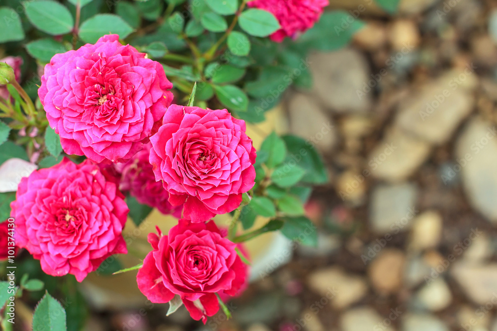 Pink rose in the garden Pink rose in the garden