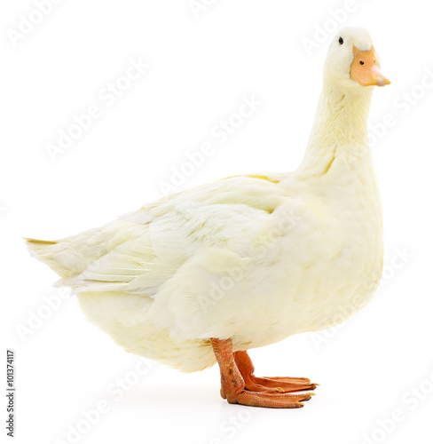 White duck on white.