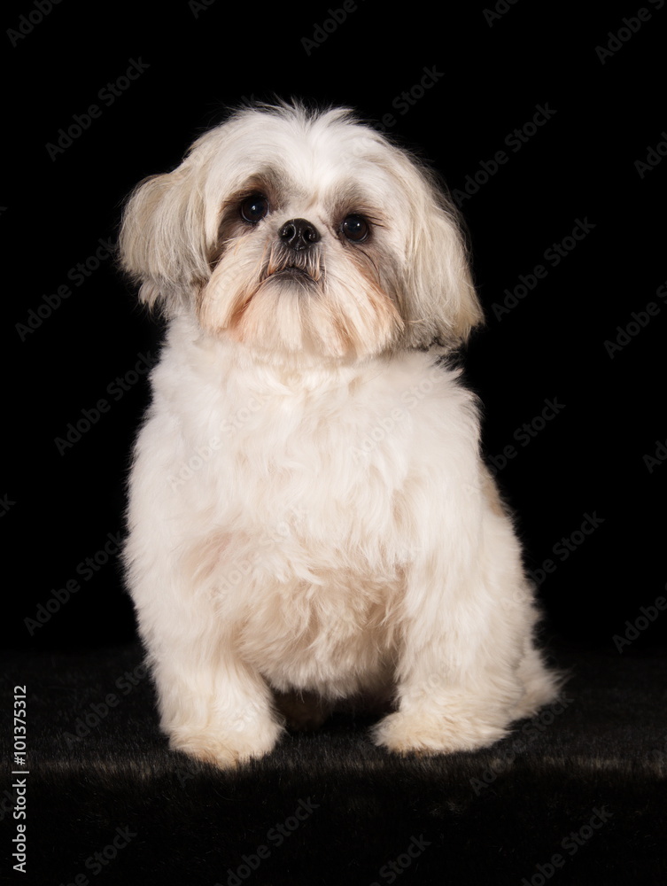 Shih-Tzu en studio sur fond noir Shih-Tzu en studio sur fond noir