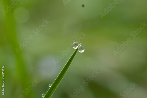 gocce di rugiada su fili d'erba © Bettapoggi