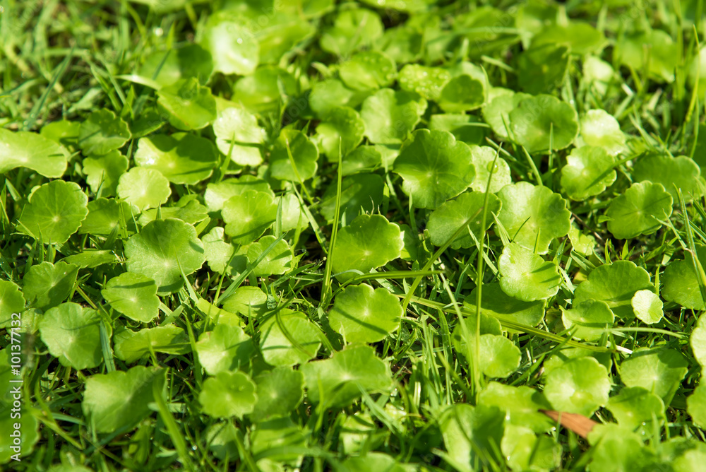 Growing plant Growing plant