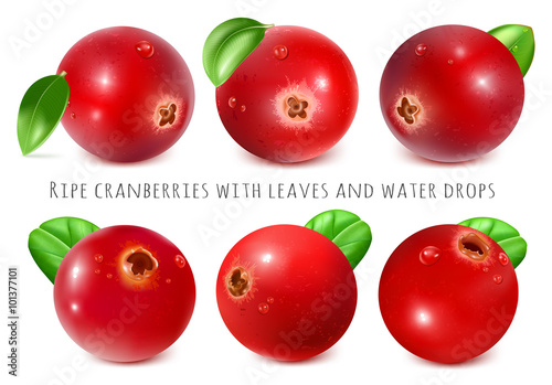 Ripe red cranberries with leaves. 
